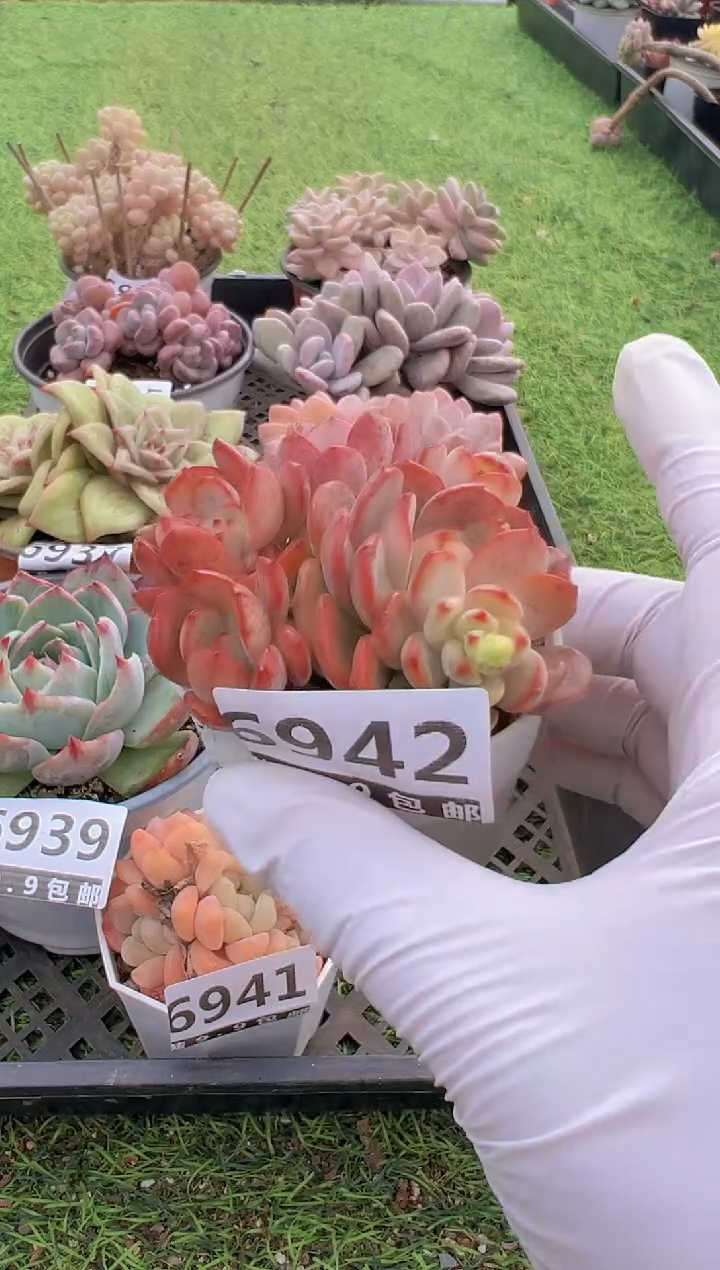 【闪购商品】信福多肉一物一拍