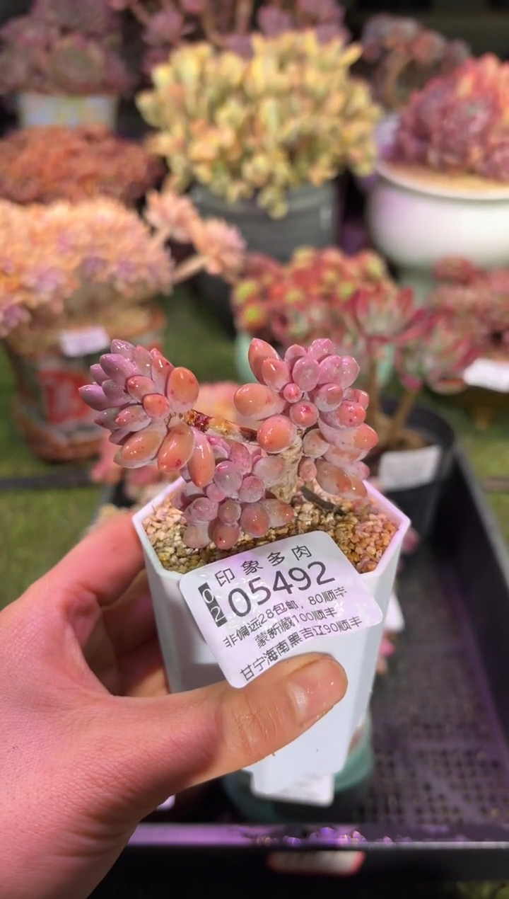 【闪购商品】05492