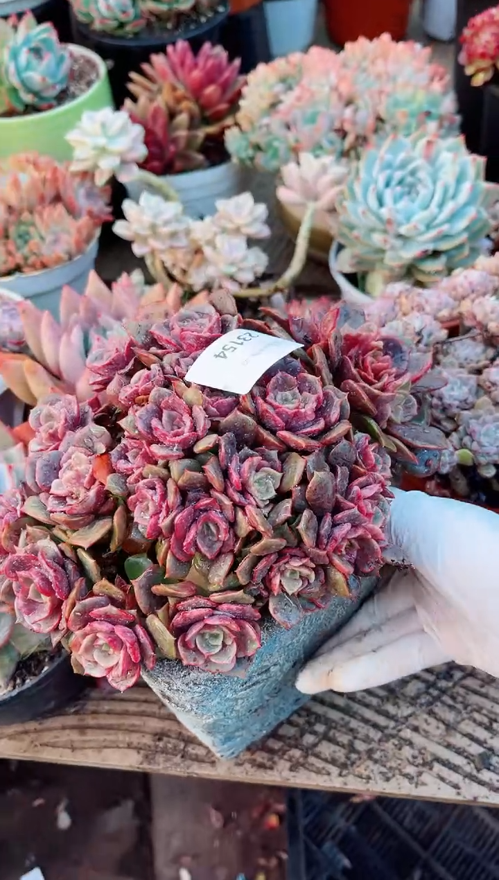 【闪购商品】23154