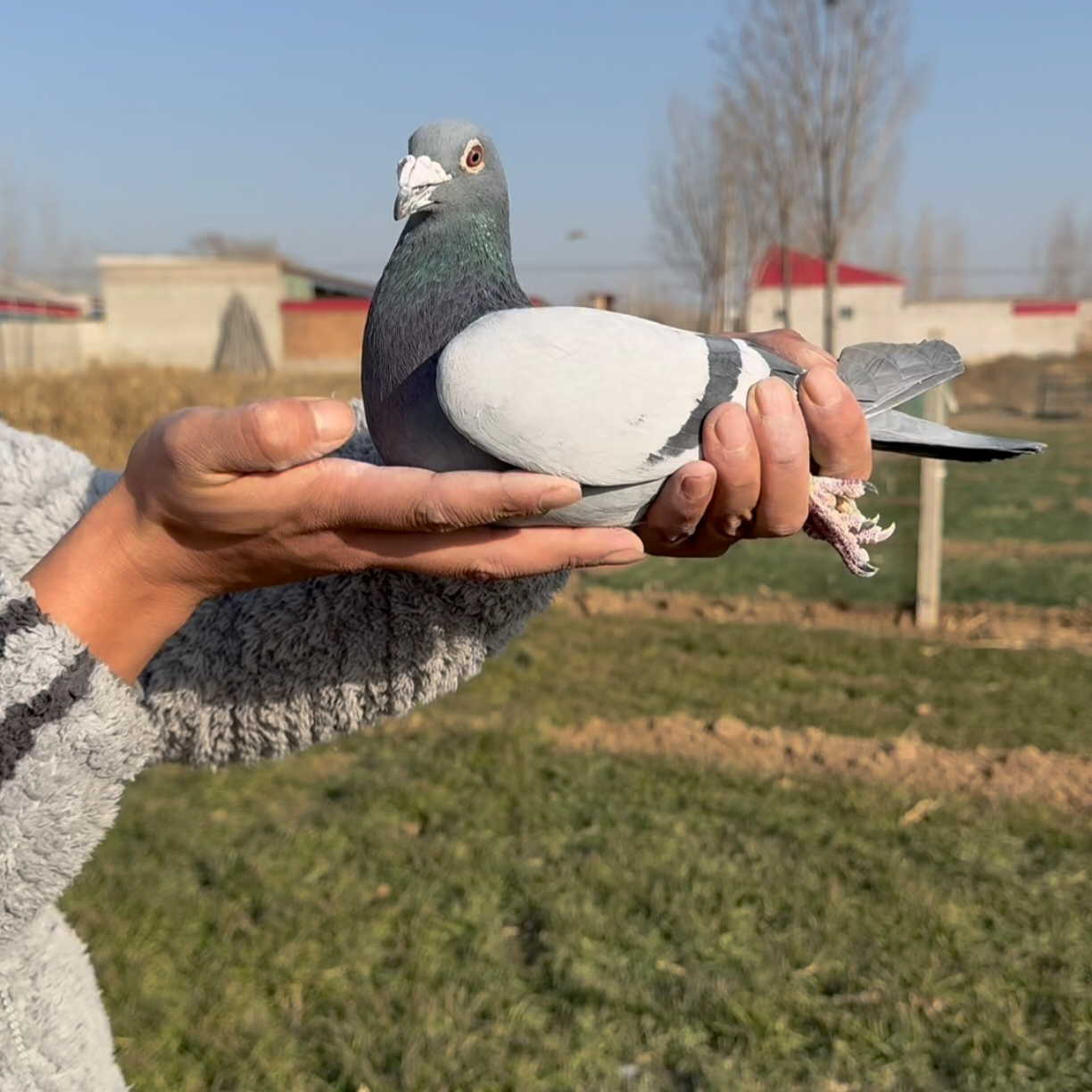 黄金赛鸽拍单专用