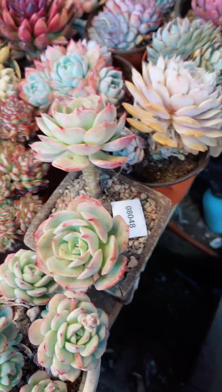 【闪购商品】08048