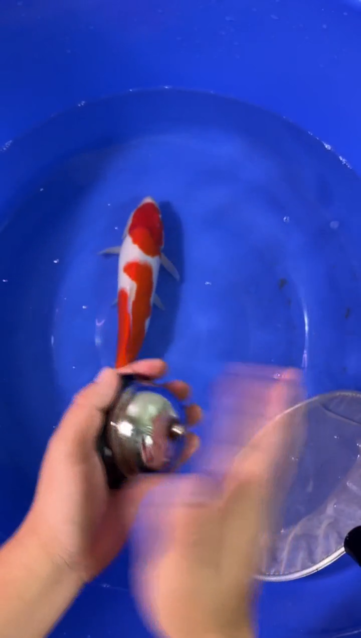 锦鲤活体二号链接