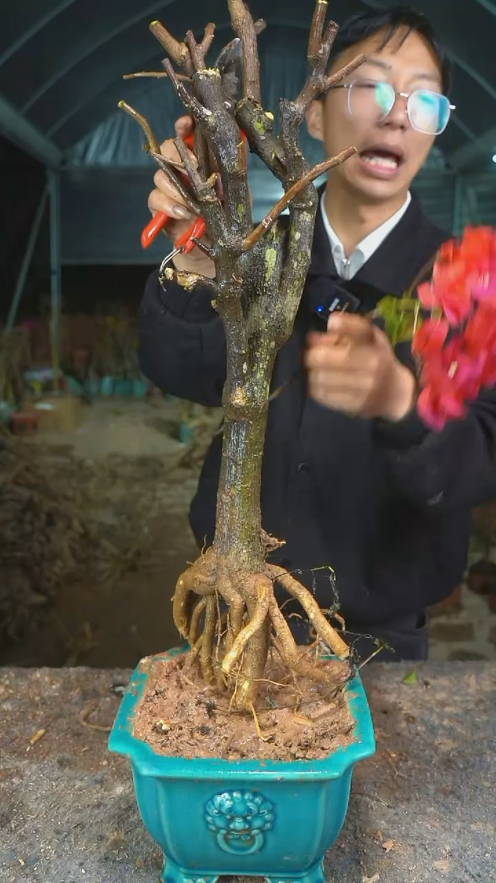 【闪购商品】三角梅老桩以实物为准图片仅供参考32