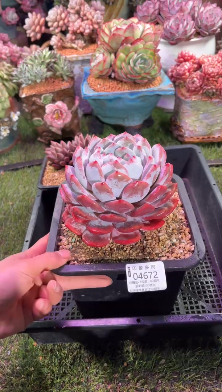 【闪购商品】04672