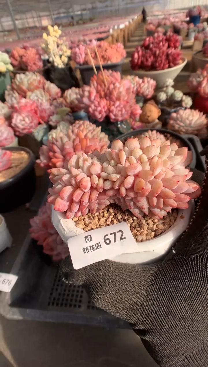 672雪天使多肉植物一物一拍