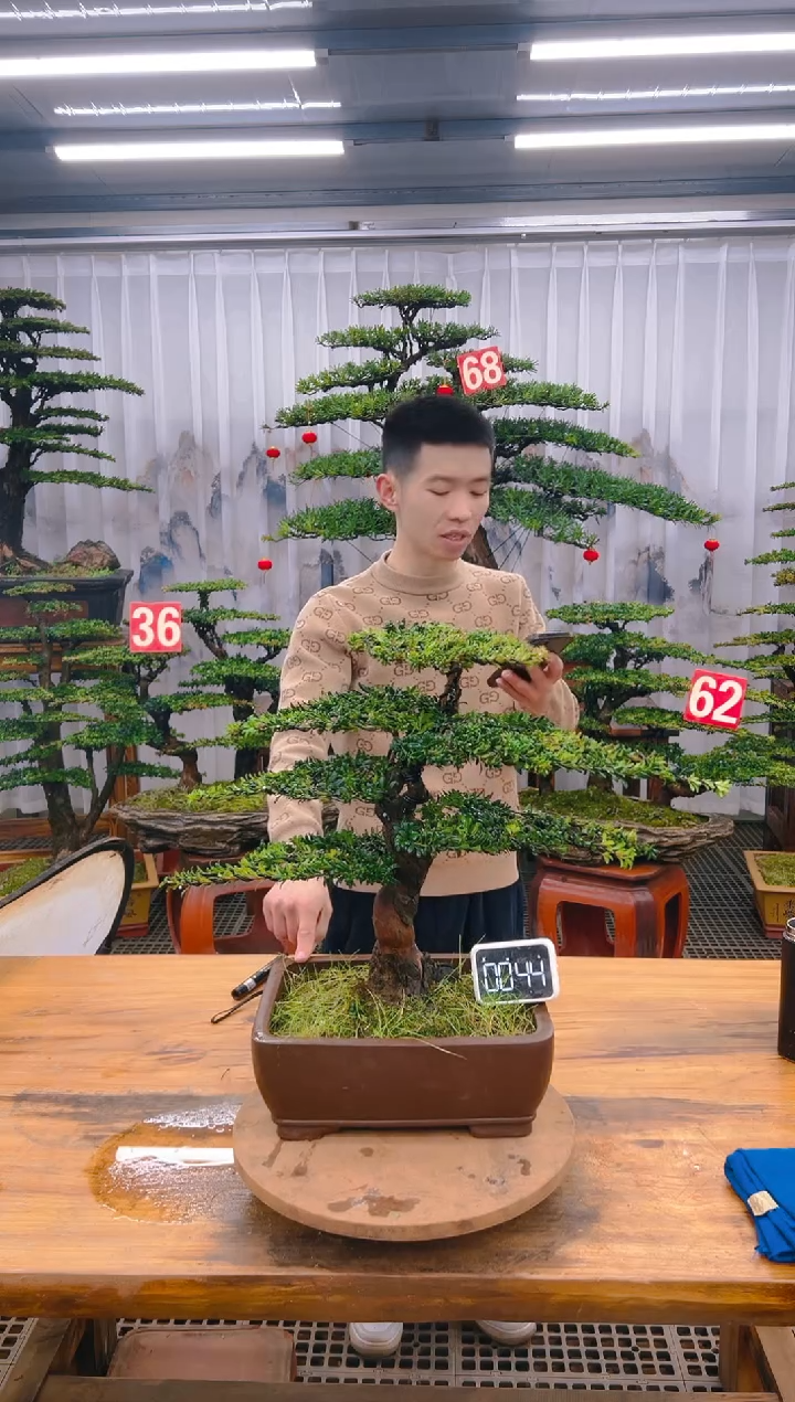 【闪购商品】紫砂精品盆景直播间一物一拍