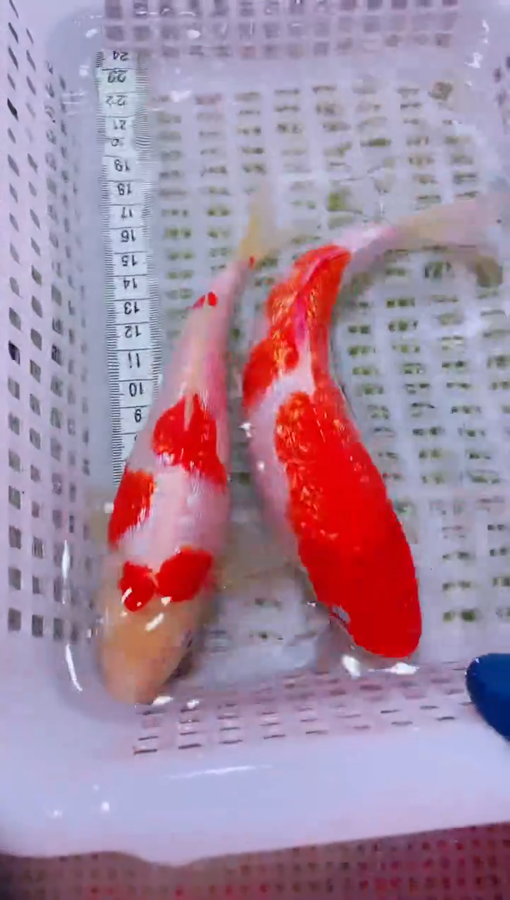 锦鲤血统锦鲤全场包邮114