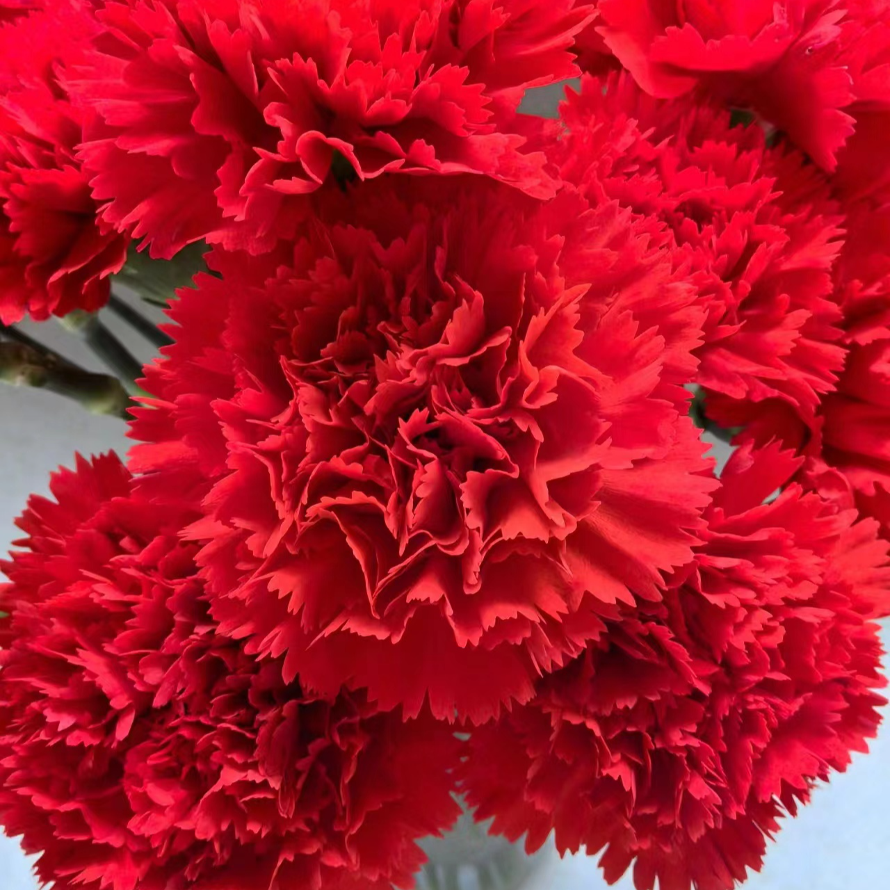 【一单包邮】云南基地直发康乃馨