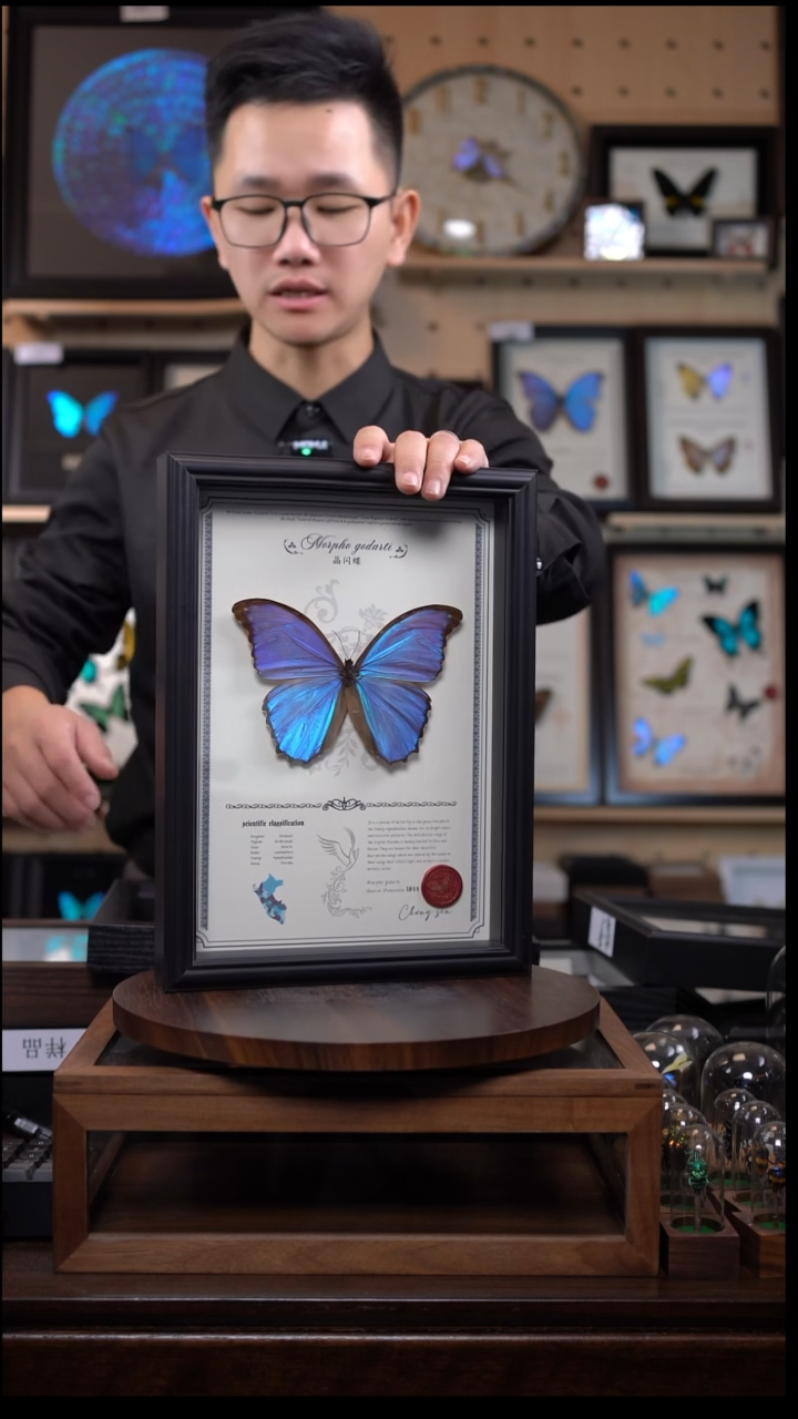 晶闪蝶标本竞拍J78