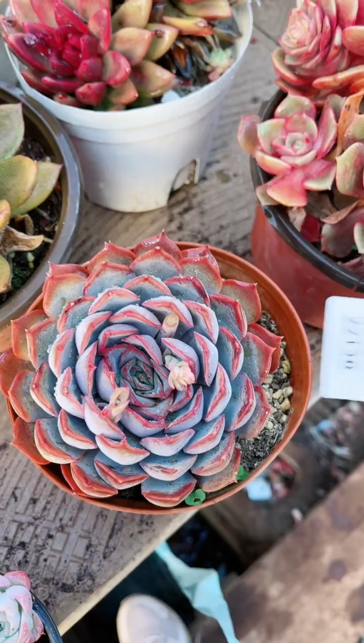 【闪购商品】22138