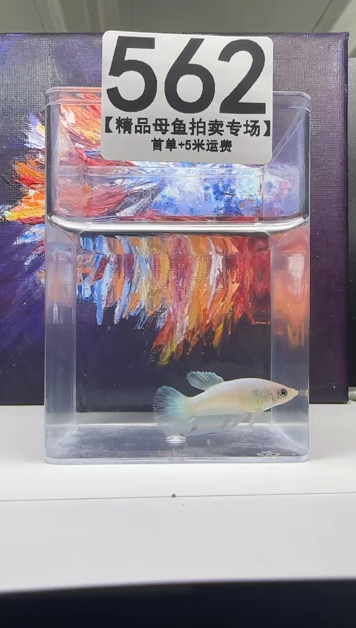 斗鱼母鱼编号：562