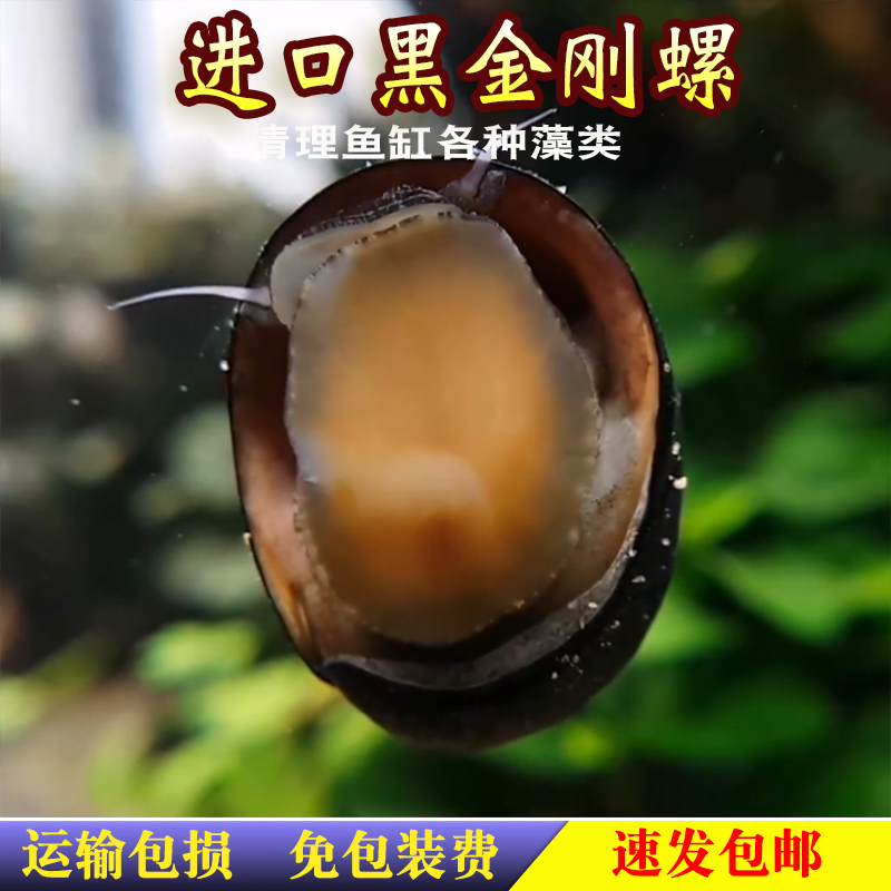 进口黑金刚螺观赏螺苹果螺斑马螺神秘螺黄金螺清洁除藻工具螺活体