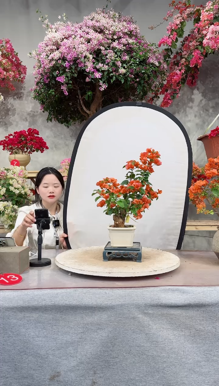 爱马仕橙 三角梅