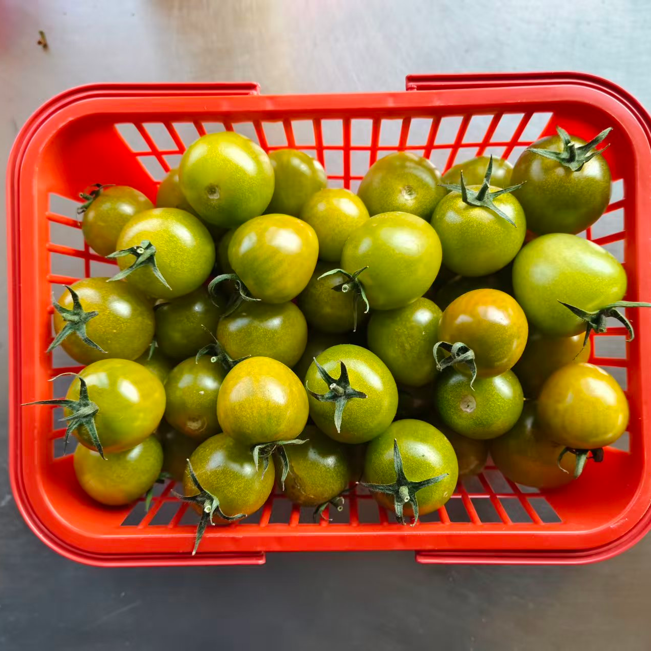 清甜小柿子/小绿柿子/贼不偷，净重5斤新鲜番茄小番茄同城送番茄同城配吉林省