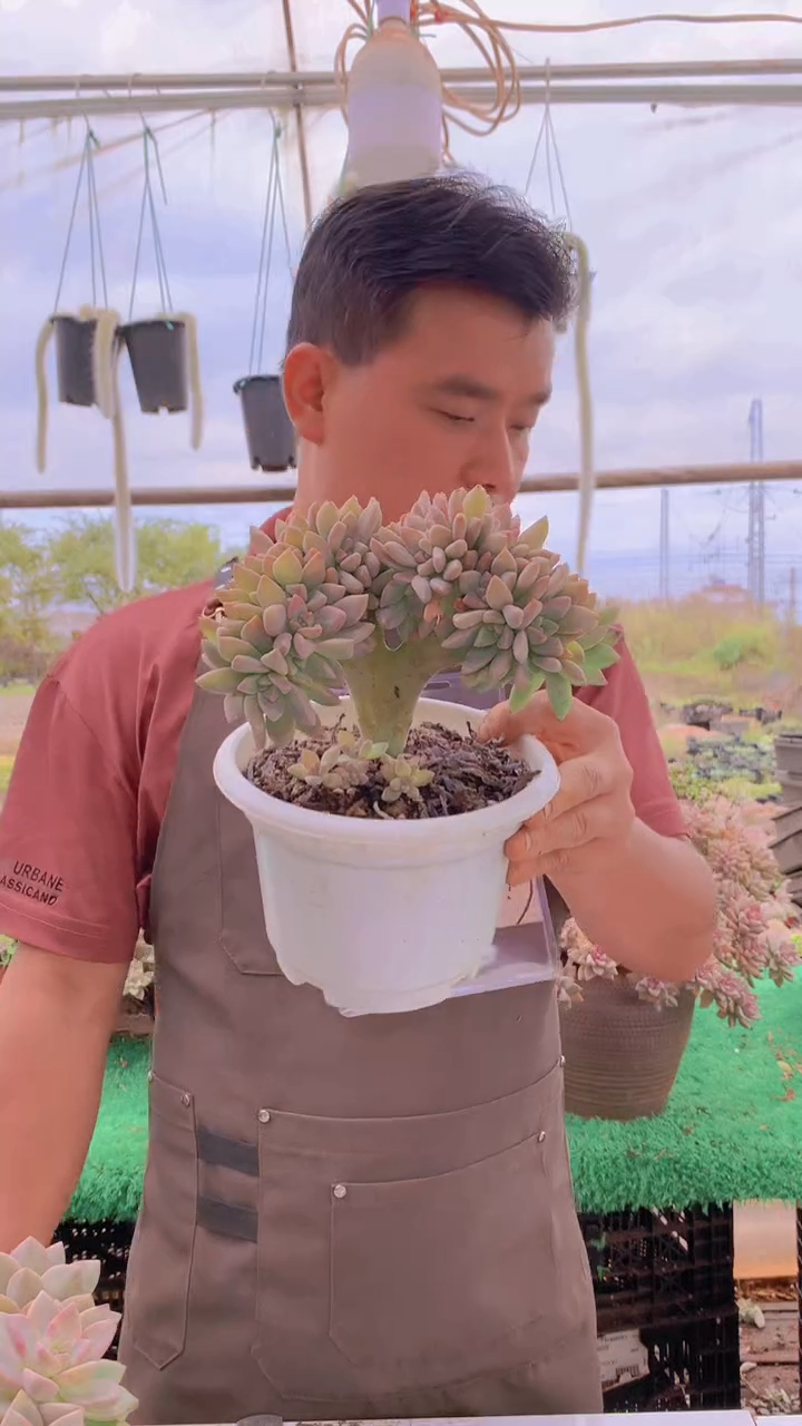 184淡雪缀化一物一拍