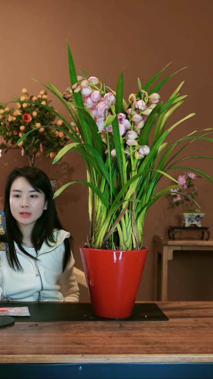 【闪购商品】盆景尚品蕙兰