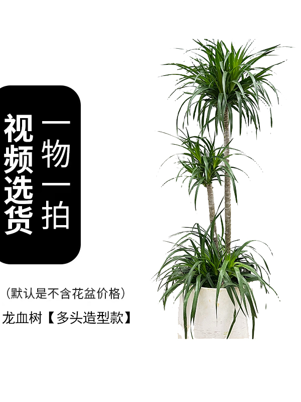 龙血树【精品步步高】客厅清新好养活室内办公室霸气大龙血铁龙须树