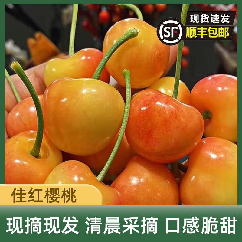 【轻奢佳红】烟台佳红/雷尼尔黄樱桃 黄金车厘子 新鲜水果 顺丰空运