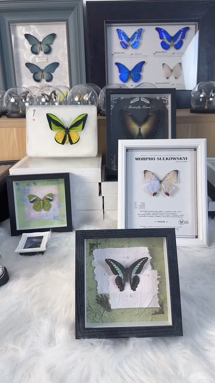 天然蝴蝶标本收藏