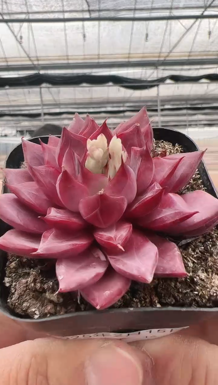 【闪购商品】紫霞仙子-16