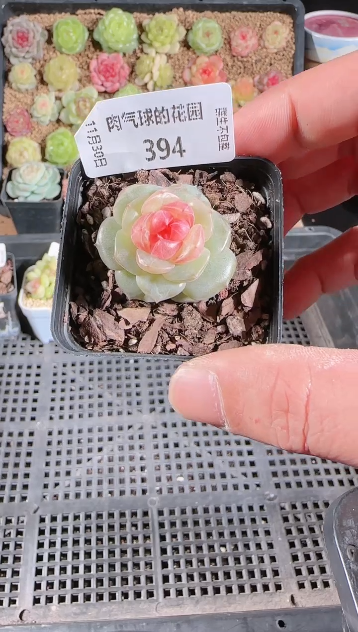 1130-394bl-4多肉群生不包整