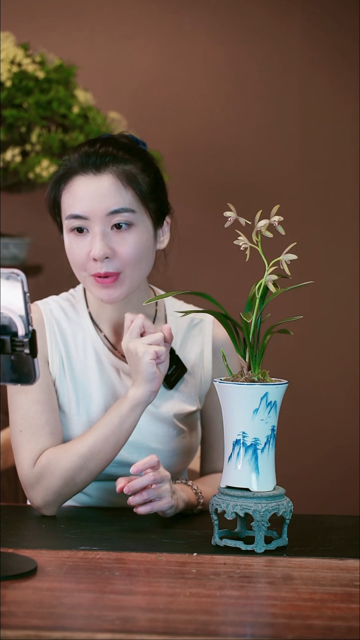 无花朵禅月达摩盆景盆景盆景