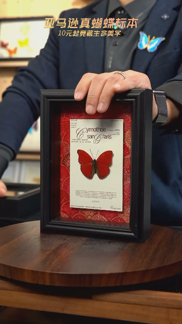 血漪蛱蝶红布底新版本 