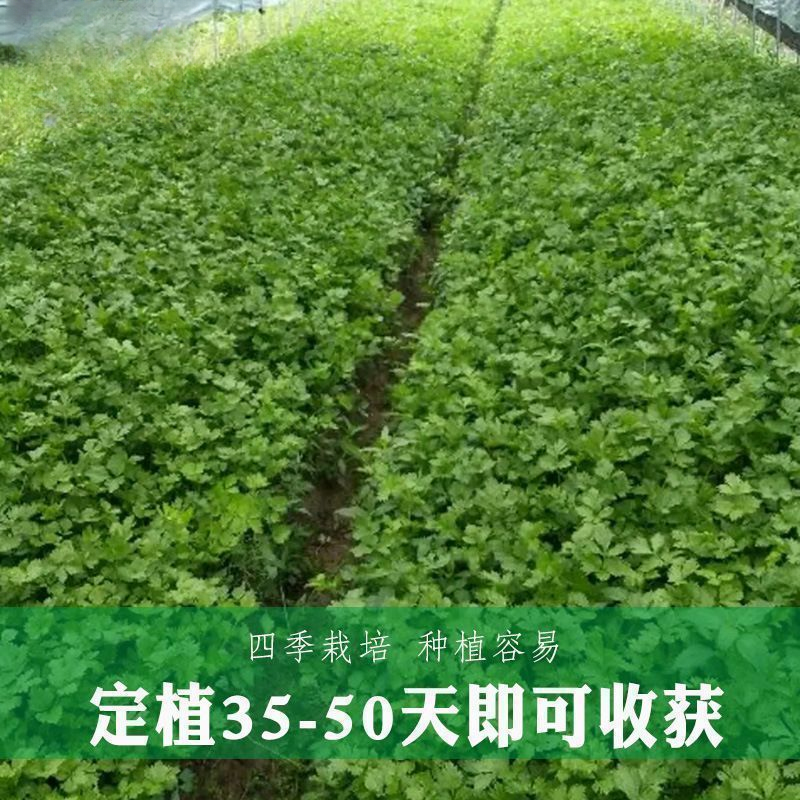 【全店满五包包邮】四季小香芹菜种子耐热适合阳台室内蔬菜盆栽