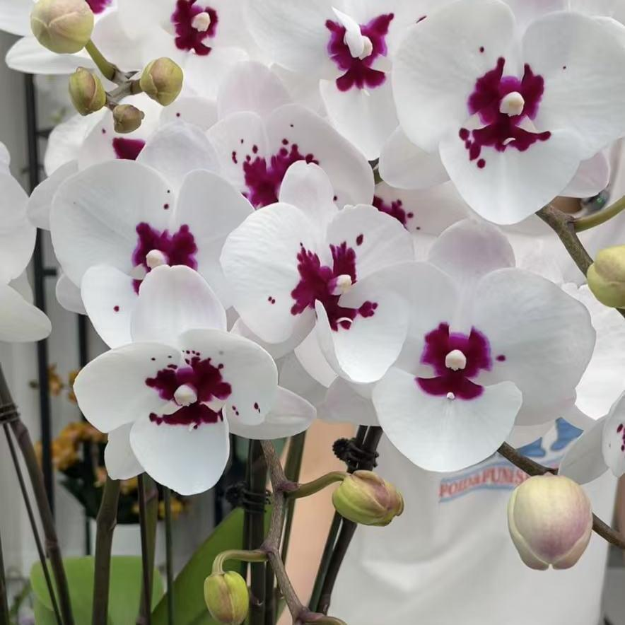 【天籁大舌头】【同品5-6颗送盆】花润万家蝴蝶兰基地组盆易养活