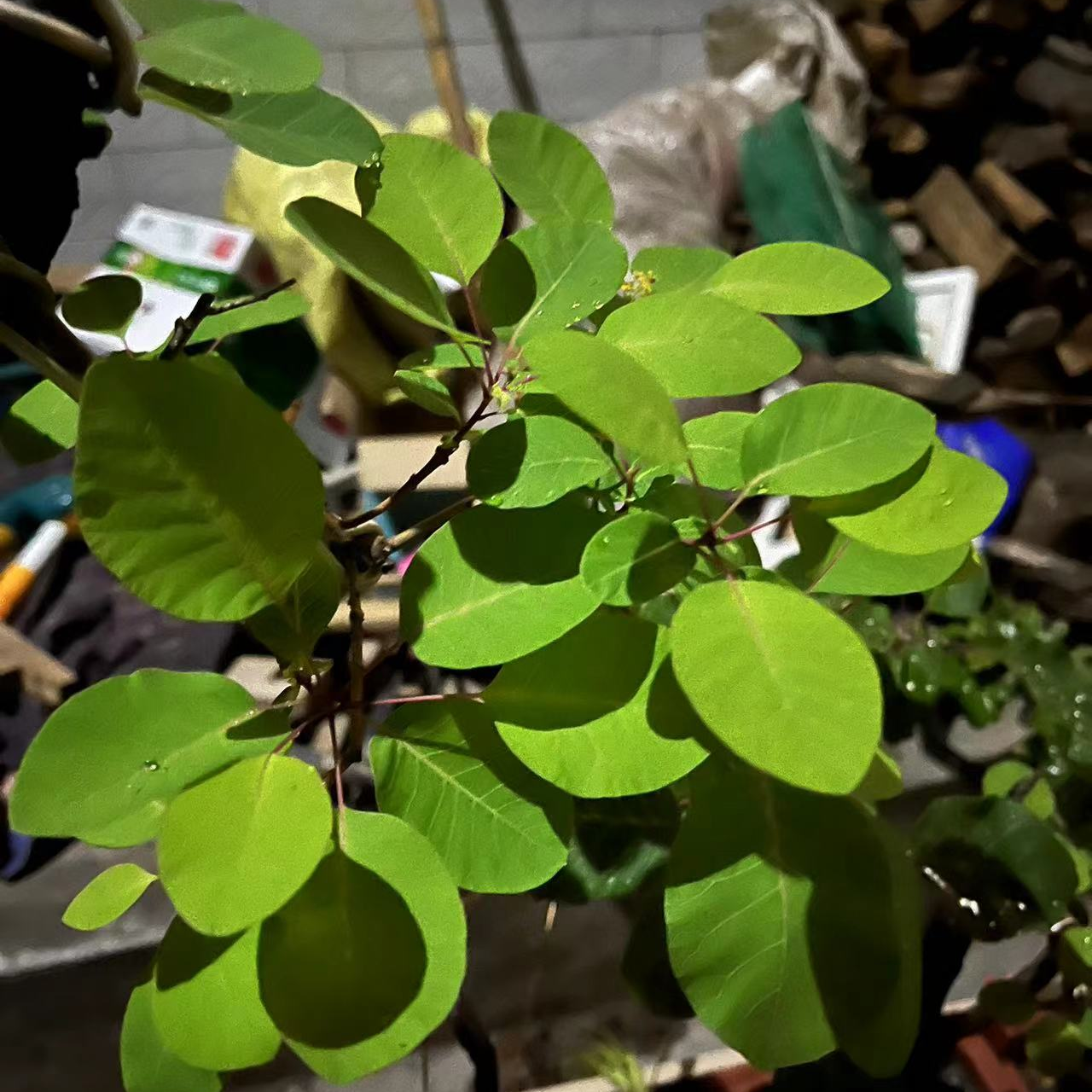 香山红叶黄栌盆景盆栽生桩室外植物精品素材