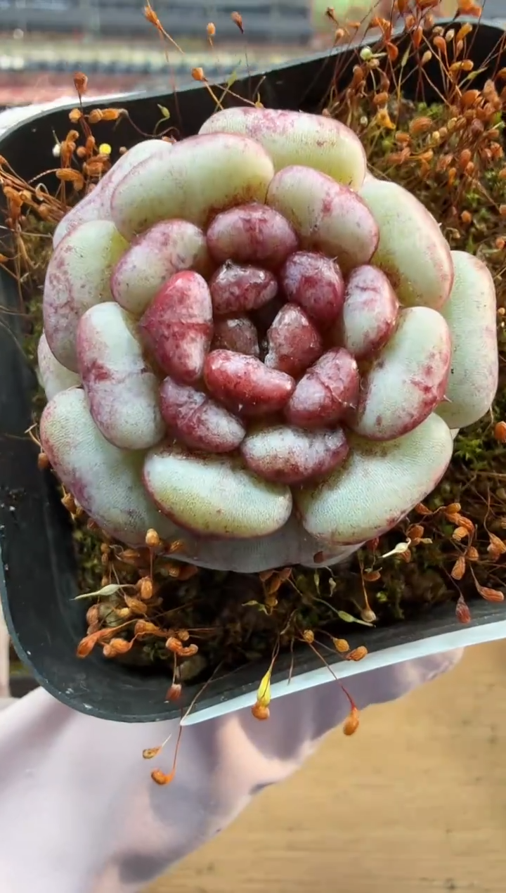 东云多肉园二店-285