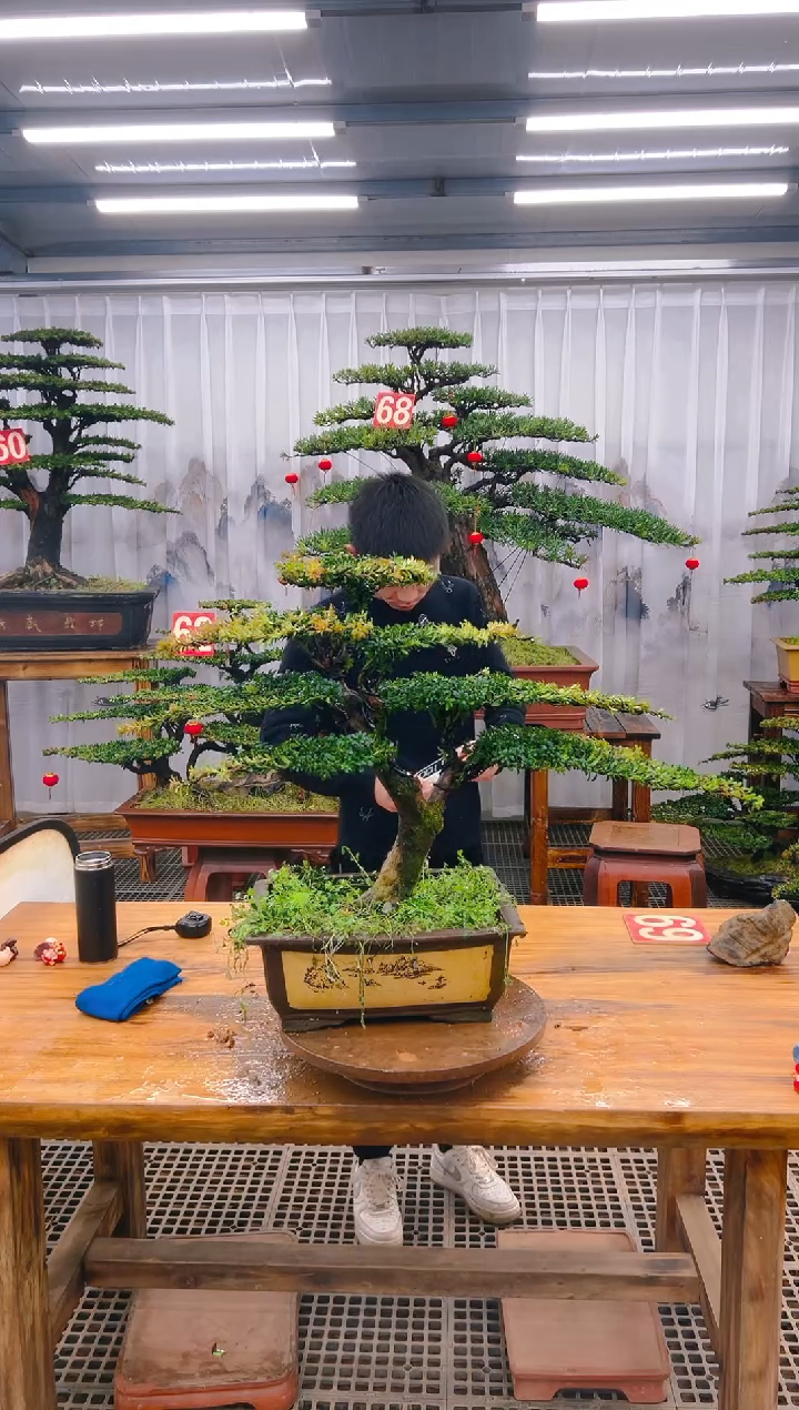 【闪购商品】紫砂精品盆景直播间一物一拍