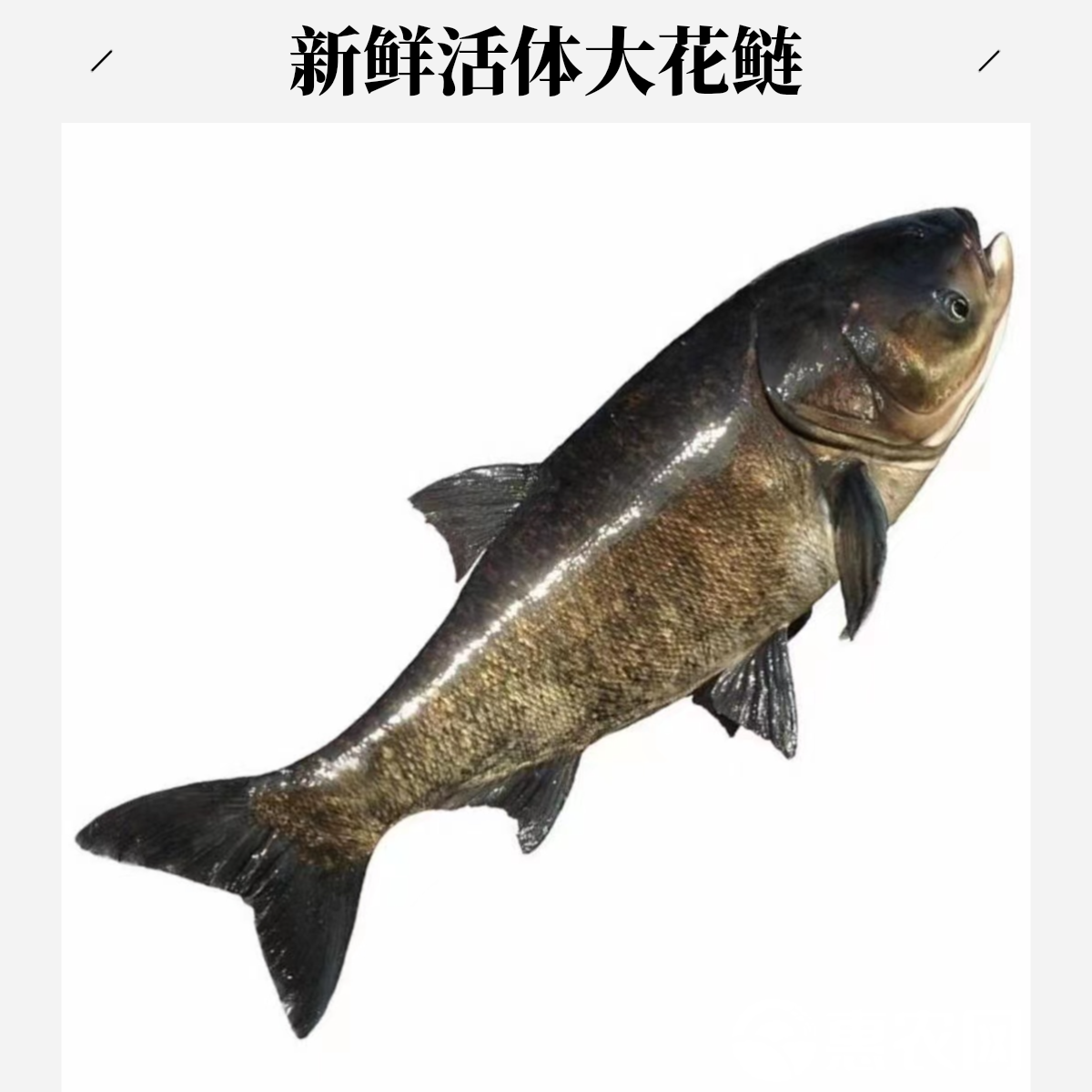新鲜白鲢 约1000g-1250g （默认宰杀）