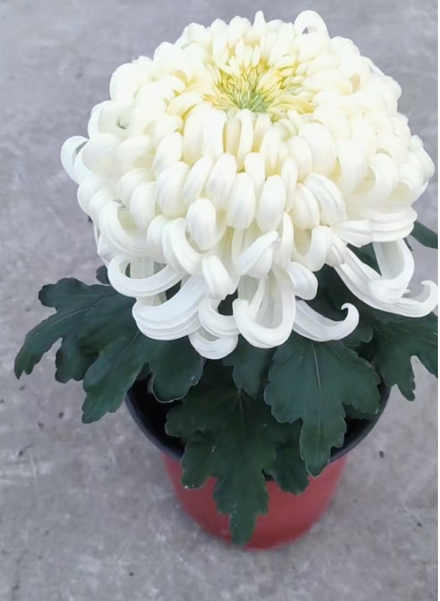 【白国华】【带花苞】大花富贵菊 九月大菊盆栽开花好看