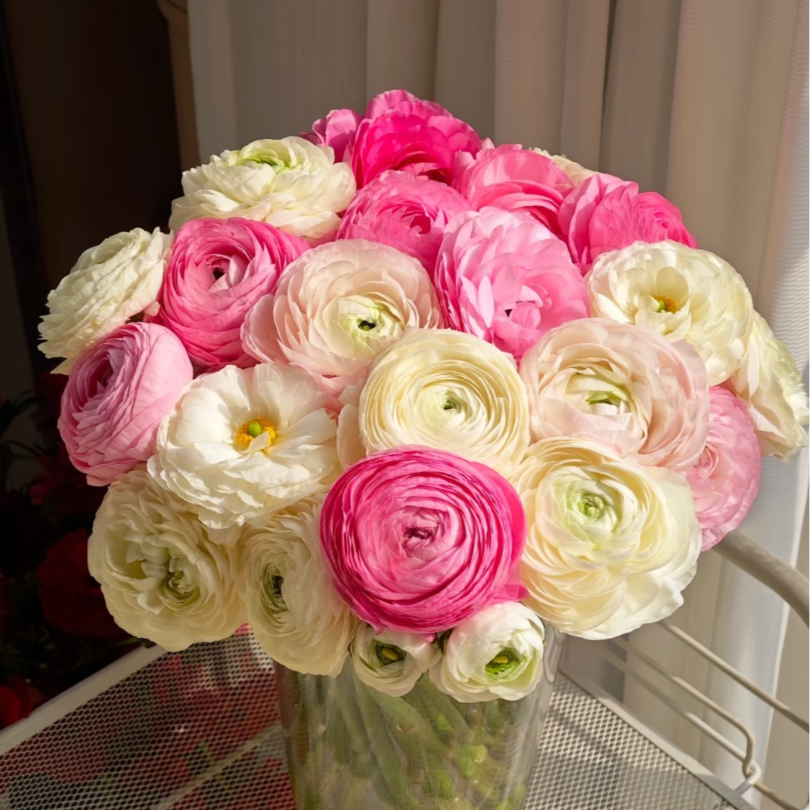 【一品花集】【粉色+白色】洋牡丹 云南昆明基地直发家用鲜花