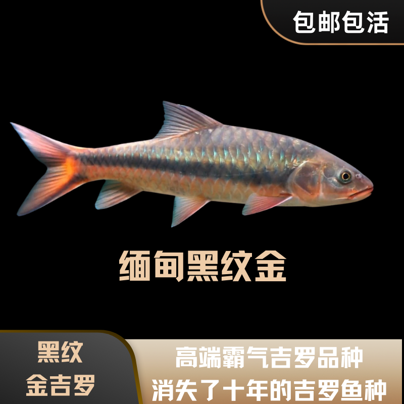 蓝吉罗黑纹吉罗鱼黑线吉罗缅甸进口活体吉罗观赏鱼稀有吉罗包邮