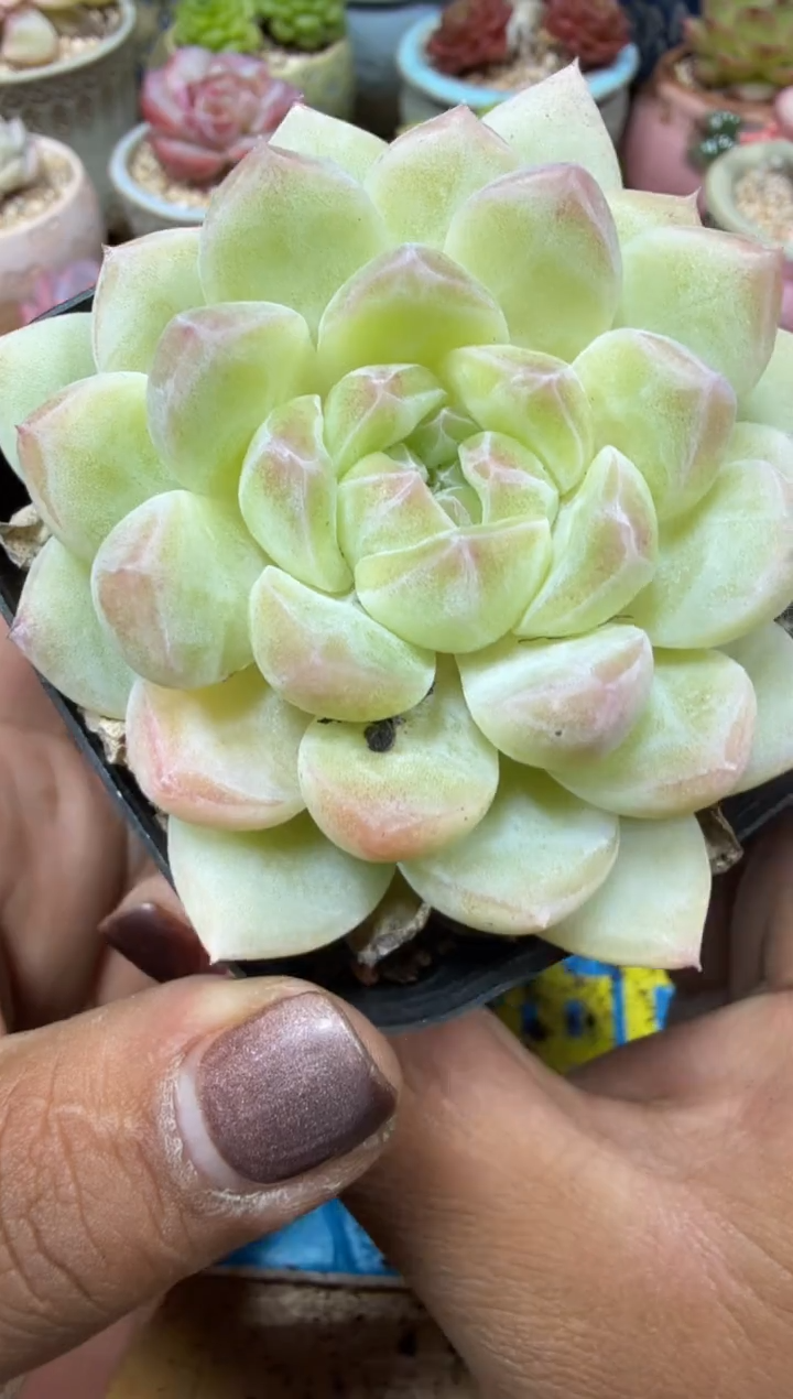 东云多肉园三号店-55