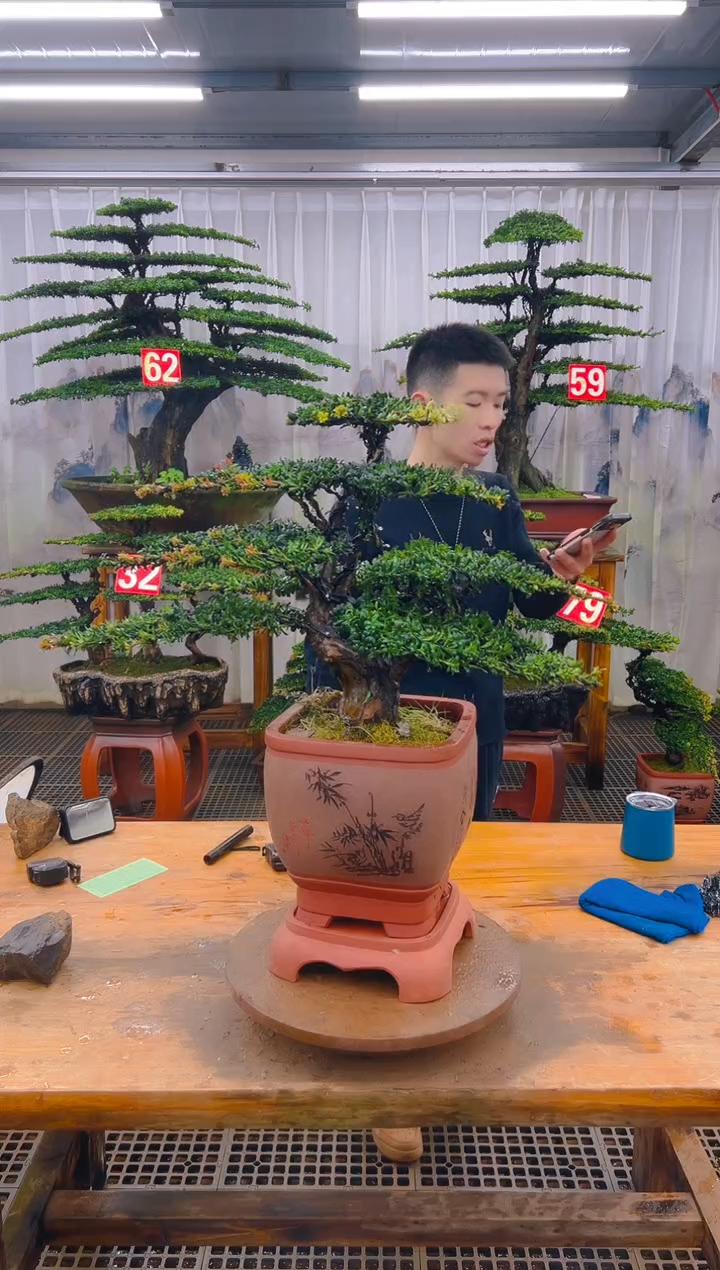 无花朵和精品盆景直播间一物一拍