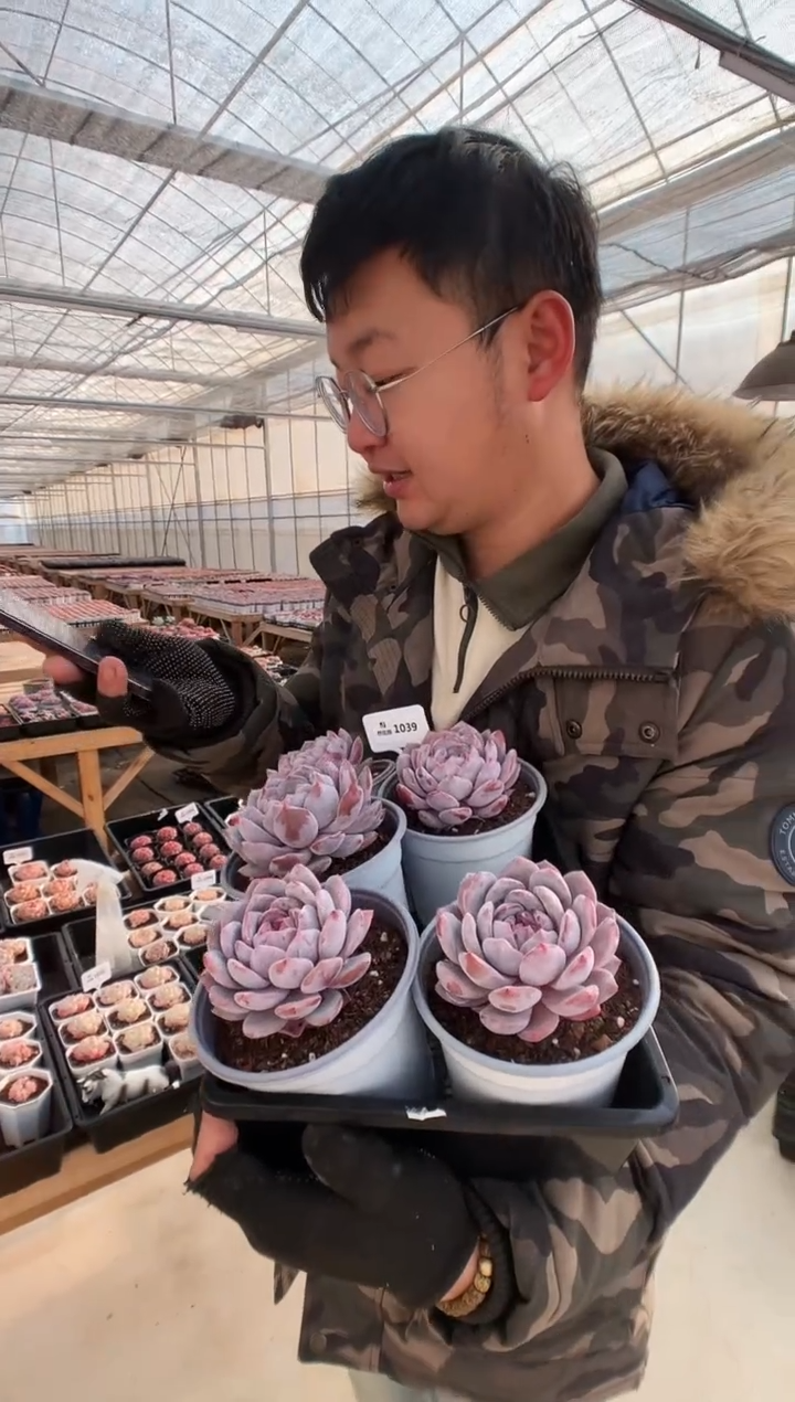 【闪购商品】1039星影一棵量拍