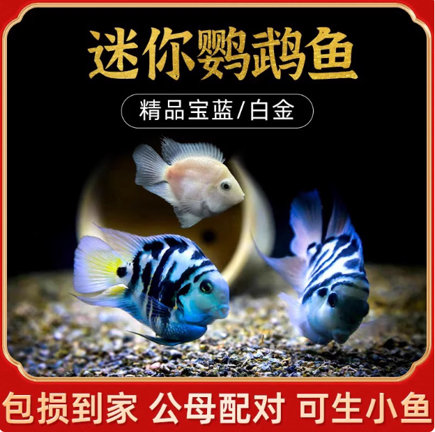 迷你鹦鹉鱼苗观赏鱼耐活小型热带鱼淡水可繁殖种鱼鹦鹉鱼宝蓝白金