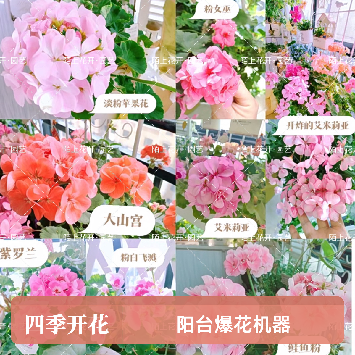 天竺葵（15厘米盆）大苗大花球四季开花基地直发（清货不售后）