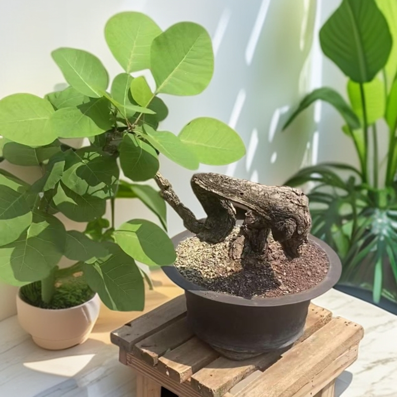 精品盆景，精品黄栌