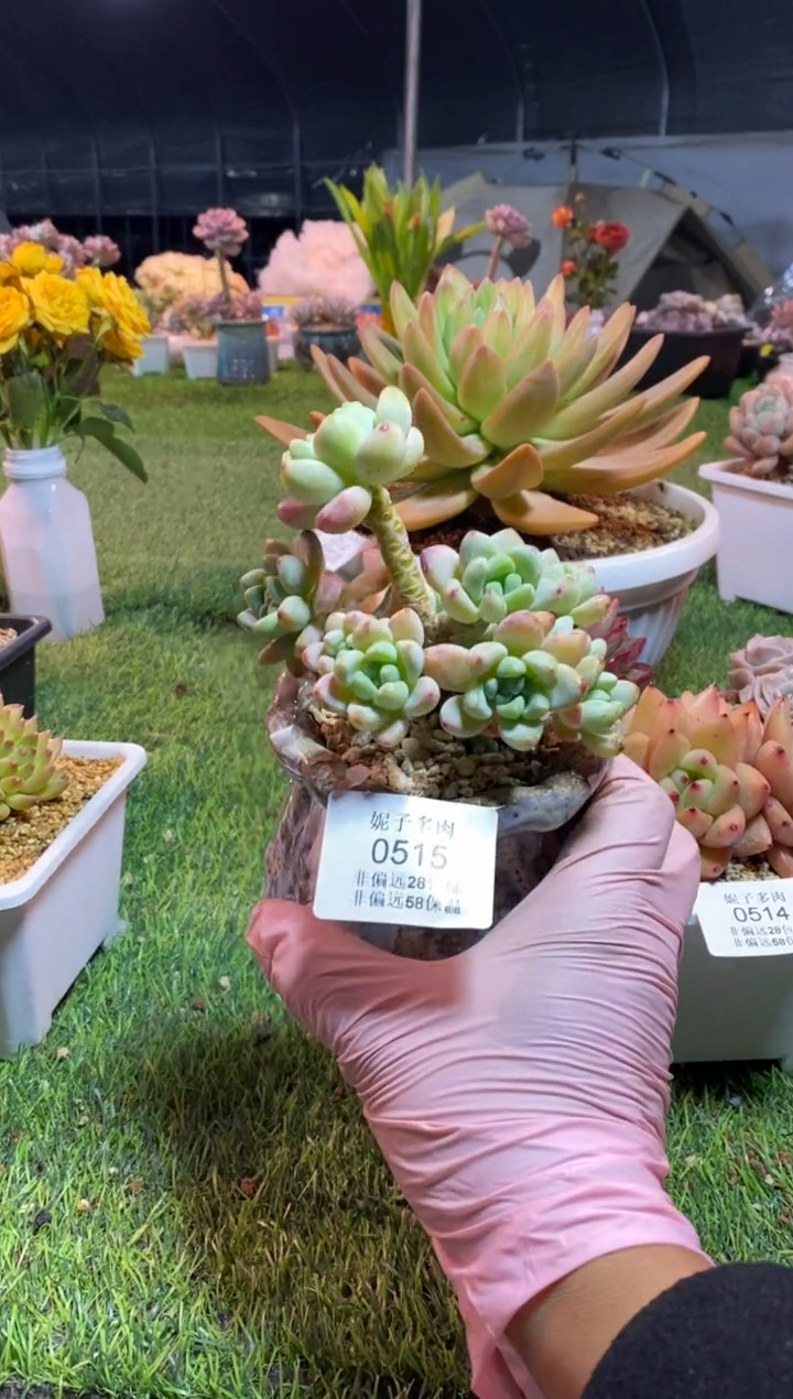 【闪购商品】0515a