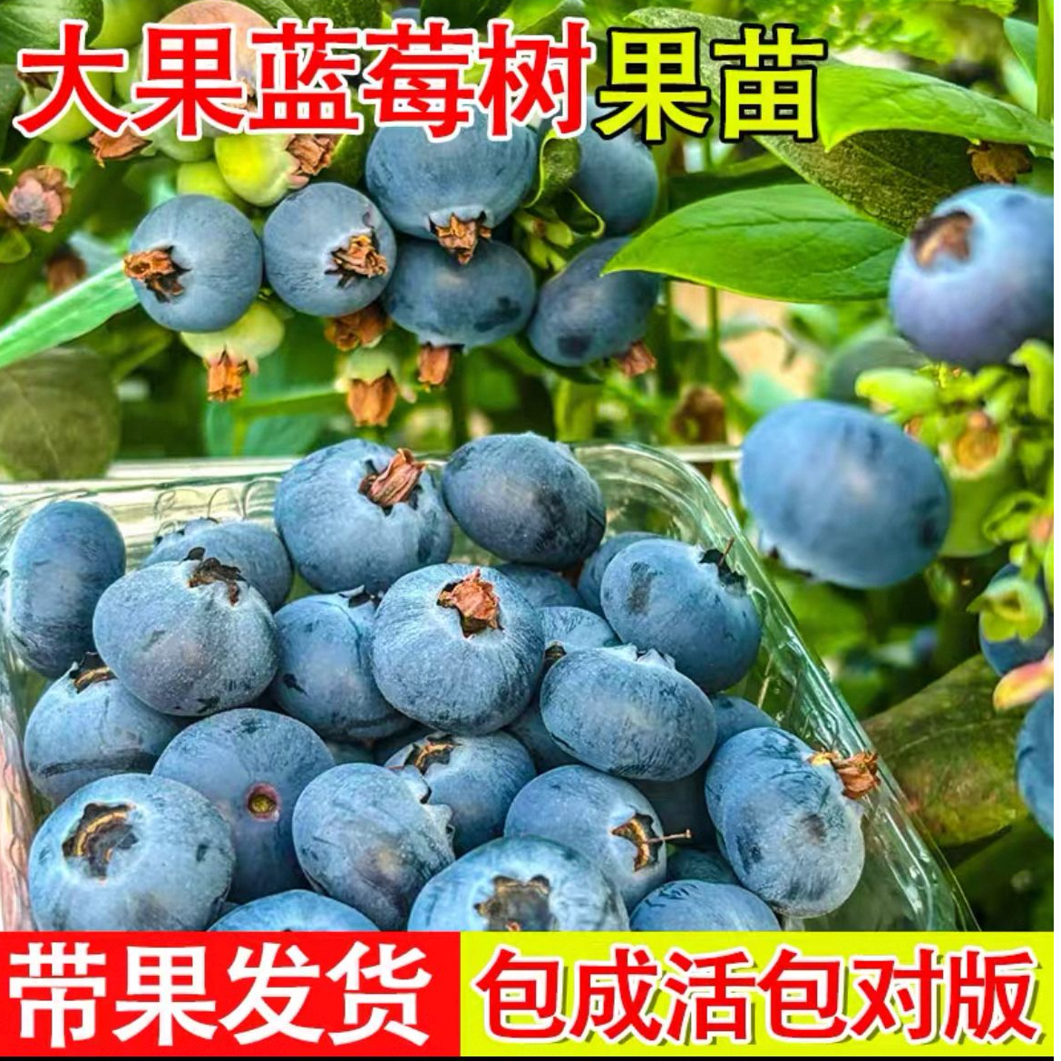 花香l25蓝莓树f6果苗带果发货南北方种植耐寒耐热室内室外种植