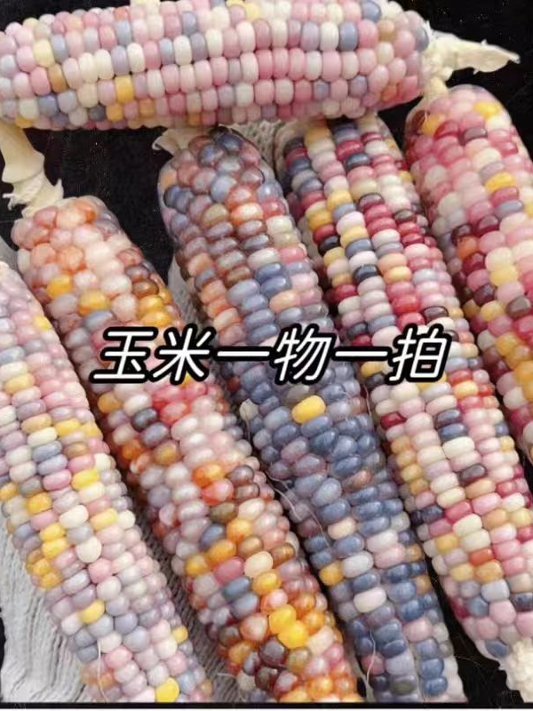 七彩玉米直播间一物一拍可手工DIY