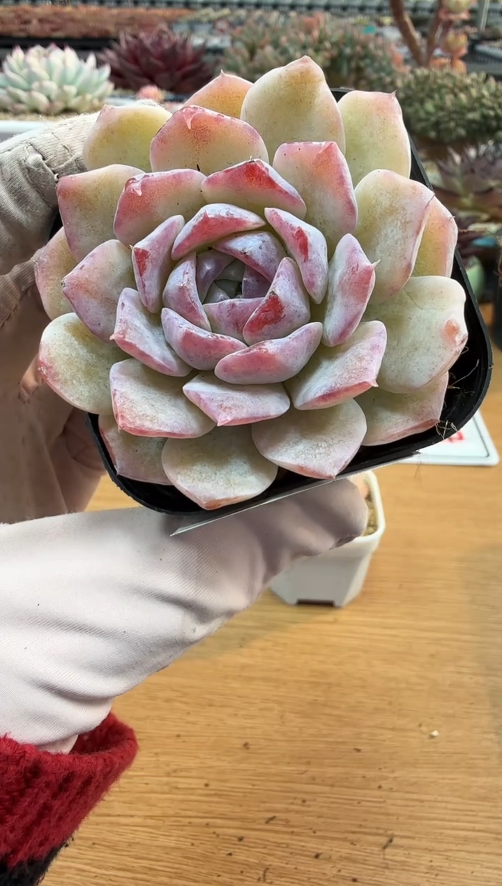 东云多肉园二店-159