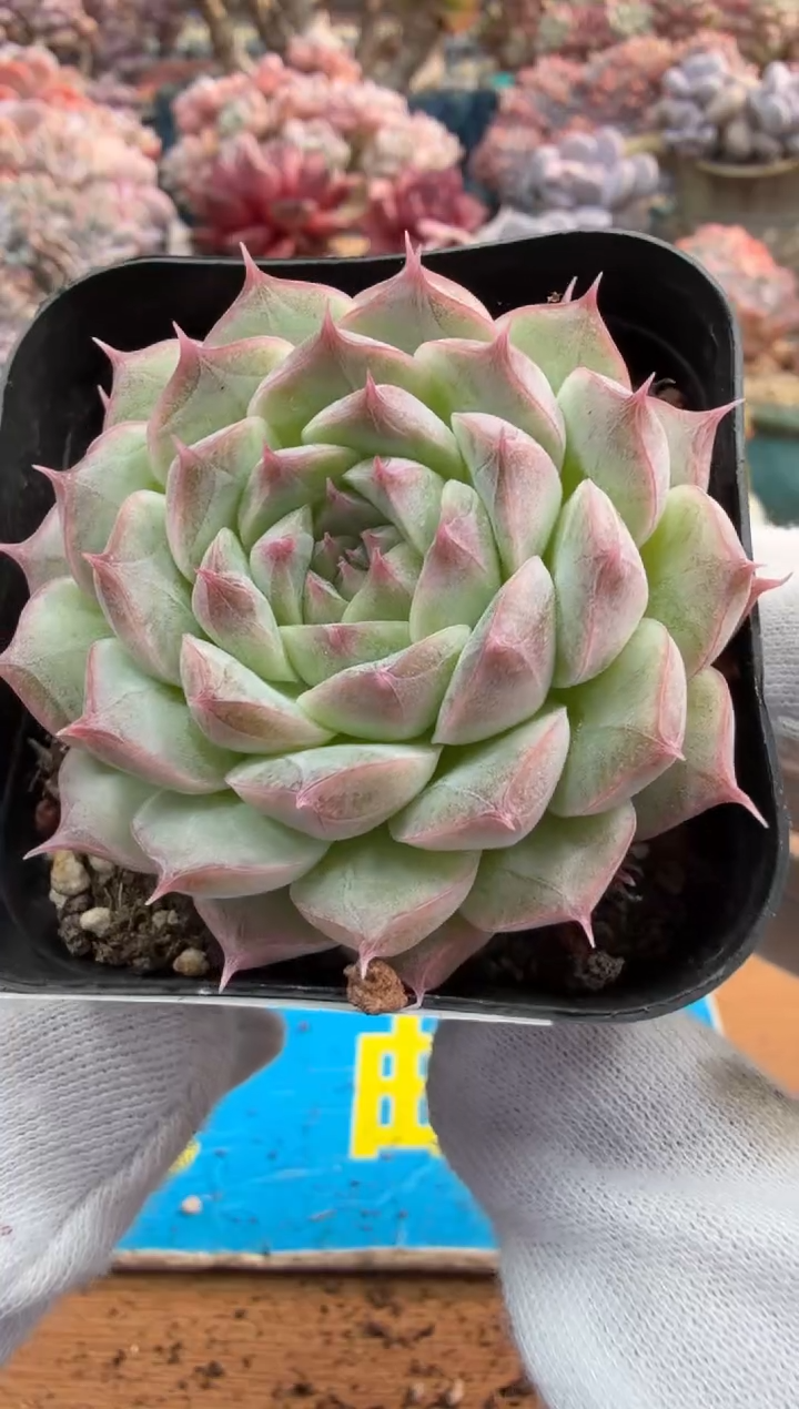 东云多肉园二店-485