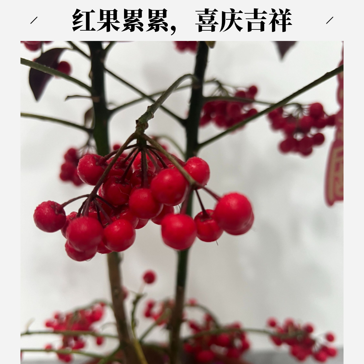 富贵籽/黄金万两 室内室外都可养的绿植盆栽