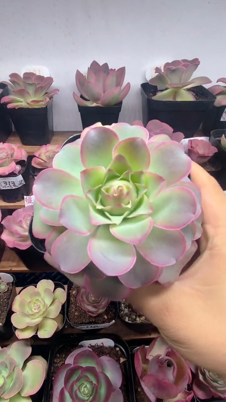 楹楹山地玫瑰/180