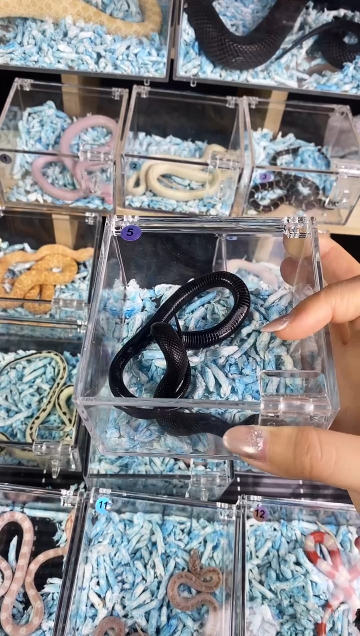 豹纹守宫精品黑王